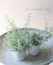 ڥϡ֡ ȾҵҶޥ꡼إ󥷥󥰥