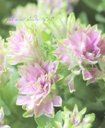 ڥ֥餵󥪥ꥸʥ ڥ˥RRPإȡ