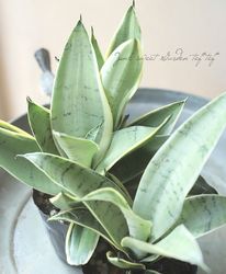 ڴտʪ 󥹥٥ꥢإСϥˡ