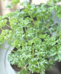 �ڲ����ڱ�� �ѥ��ꡡ�����ͥѥ�ޥ���ȡ�