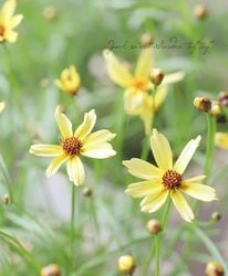 쥪ץ ɥ꡼ إǥ󥤥