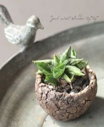 Leaf Species | Junk sweet Garden tef*tef*