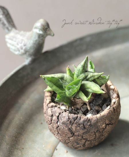 観葉植物】 サンスベリア・シリンドリカ 『ミニ・ボンセル