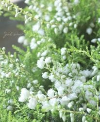 Ȭź餭롼ʡإ奨ɥåץѡ ڥۥ磻ȡ