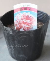 ���� �����۴� -�����ޤ�-��