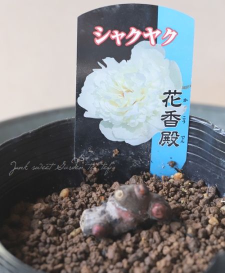 芍薬 『花香殿 -かこうでん-』 | すべての商品 | | Junk sweet Garden