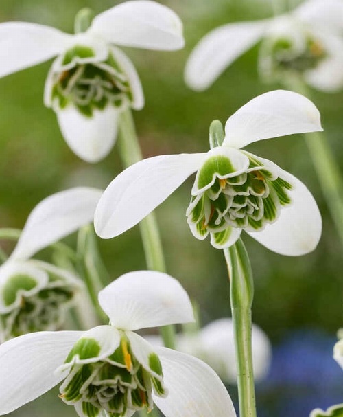 球根】八重咲きスノードロップ 『ヒッポリュテ』3球 | すべての商品