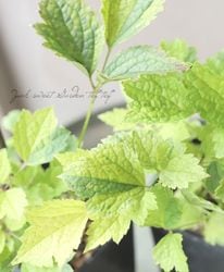 ڵե饰꡼ ޥإ饯쥤եꥢϡܥ١