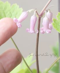 ڵե饰꡼ ޥإ饯쥤եꥢϡ޻ܥ١