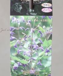 日本画　クレマチス 日本画：クレマチス: 天留児の爽やか記録