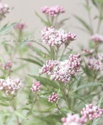 �ˤ襤���ե��Х��� �إ�ȥ륨��ץ쥹�� 