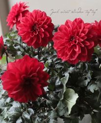 Ƽեꥢ٥饰ǡ祳졼ȥ꡼إåɡ