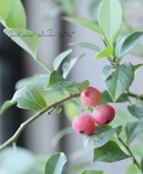 �֥롼�٥꡼ �إե������������ �ԥ󥯼� ��ӥåȥ�����