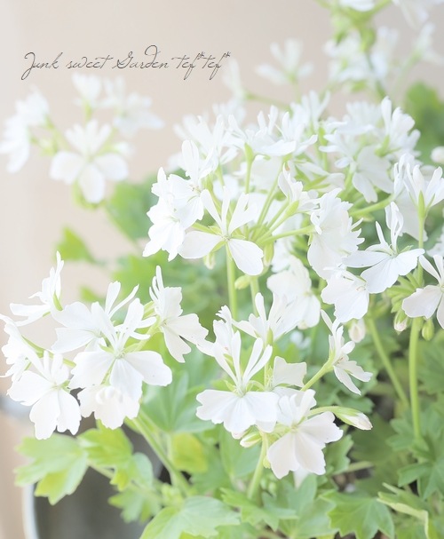 ゼラニウム・スターリー 『ピュアホワイト』 | すべての商品 | | Junk