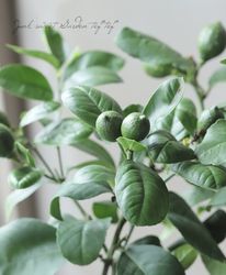 �ڲ̼��� ���� �إꥹ�ܥ�����