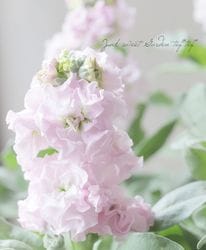 フラワー・ガーデニング tetote tetote フラワー・ガーデニング