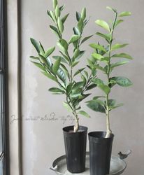 �ڲ̼��ۤߤ��󡡡����粹����