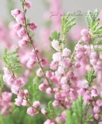 Ȭź餭롼ʡإ奨ɥåץѡ ڥԥ󥯡