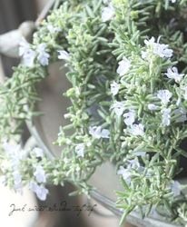 ڥϡ֡ ҵҶޥ꡼إ󥿥СХ  ͵餭¿