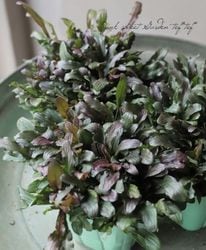 奬եɥե󥺡إե󥷡ե