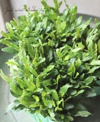 奬եɥե󥺡إǥ륫ʥ꡼