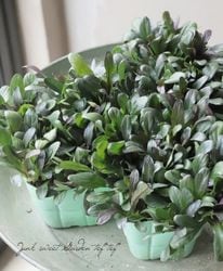 奬եɥե󥺡إΡ֥ʥ󥲡