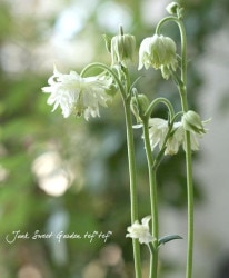 2ǯʪȬź餭ޥ֥륬ꥹإ꡼󥢥åץ