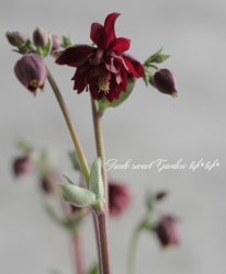 2ǯʪȬź餭ޥ֥륬ꥹإӡܡȡ