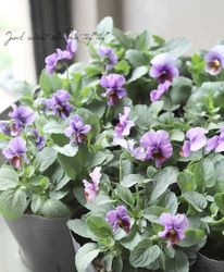 LUXURY SELECTIONtef*tef*ꥸʥ ӥإ