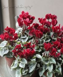 ߥ˥󡡡إǥץޥ󥿡ɡ١