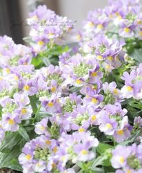 ɺͥ᥷åȥ󡡡إ졼ס