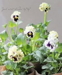 ޥĥХեեवѥ󥸡 إ饤١ڥɥ٥꡼