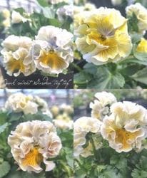 ޥĥХեեवѥ󥸡إ⥢ʡ⡼ʡ