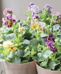 ޥĥХեեवӥ顦ޡ֥ إåݥåס١