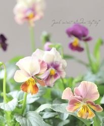 ޥĥХեեवӥ顦ޡ֥ إȥ󥯥٥꡼١