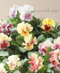 ե餭ѥ󥸡 إХ롼 ¥ꥸʥ