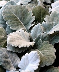 ݡۥإ˥塼å إꥦ 3ܿ