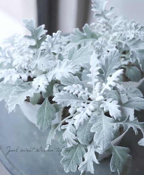 【格安】真っ白 ロストラータ 短葉 シルバー 直前】【生花】ダスティミラー シルバーダスト【OT】 - 花材通販はなど