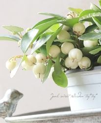 ƥꥢ㥪٥ إۥ磻ȡ å٥꡼