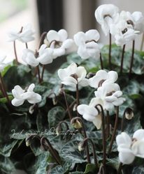 ߥ˥󡦥ե꡼ԥإݡ顼