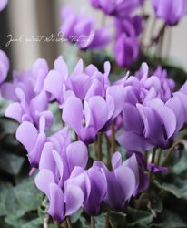 �ߥ˥������󡡡إɥ饴��� ��B�����ס�