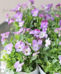 ӥ顦ӥåإ㥤˥󥰥졼ס