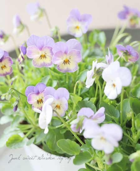 ハナ パルファンブルー&ヴィオレッタ Viola x wittrockiana Pansy