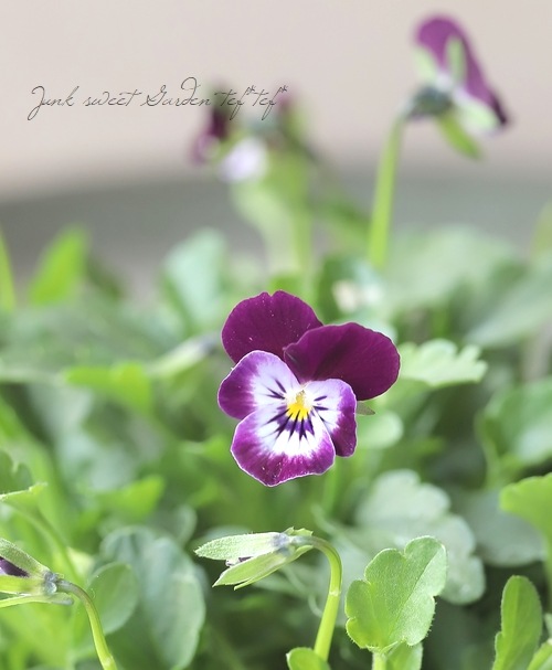 2500円 押し花 バレッタ あじさい ビオラ 2500円 押し花 バレッタ あじさい ビオラ