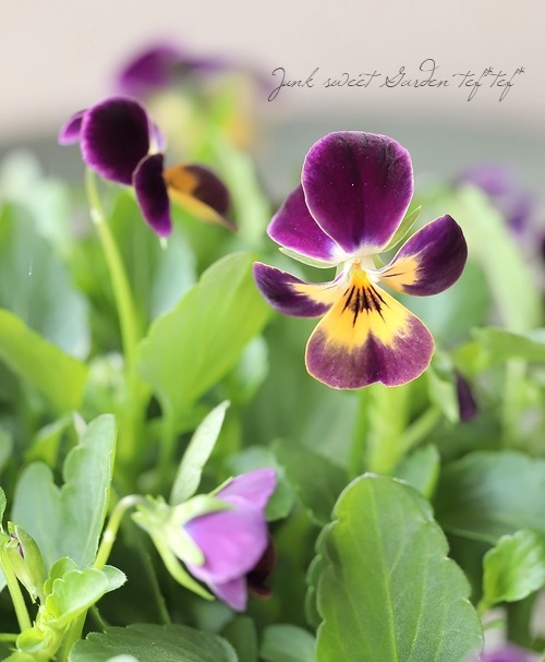 ○ビオラ・ビオレッタ 『ナイト＆デイ』 | すべての商品 | | Junk