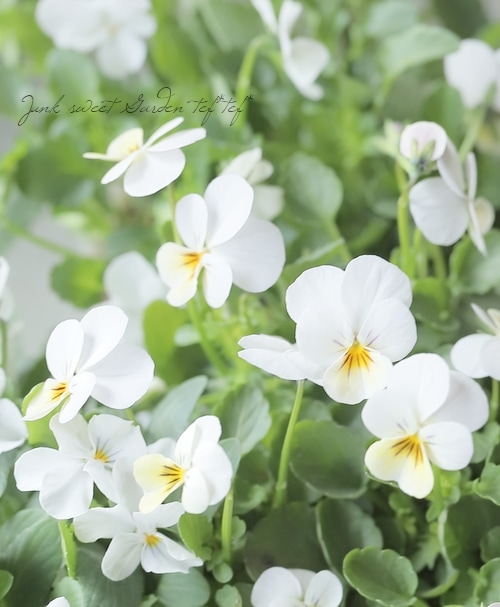 RYU❤️ビオレッタ❤️ ときめきビオラ❤️横浜セレクション6点 ○ROKA HEARTS 育種ビオラ 『ビオレッタルーキーズ』 【E】 | すべての