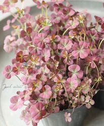 ߤȱݥ󥸥륯С إƥ