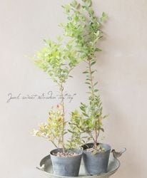 �ڲ̼��� �֥롼�٥꡼��������ϥ��֥å���� �إԥ��������١إӥ���������