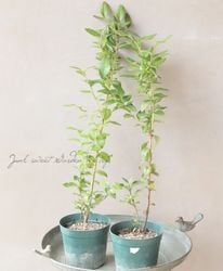 �ڲ̼��� �֥롼�٥꡼���Ρ�����ϥ��֥å���� �إ̥���