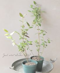 �ڲ̼��� �֥롼�٥꡼��������ϥ��֥å���������ˡإ����ץե�����